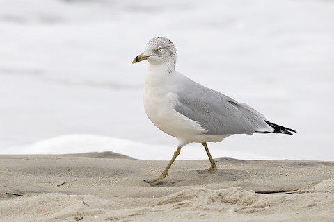 Ring-billed Gull - adrian binns