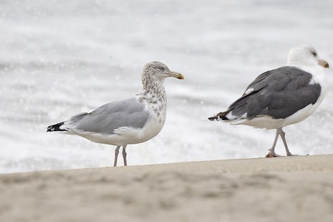 Herring Gull - adrian binns