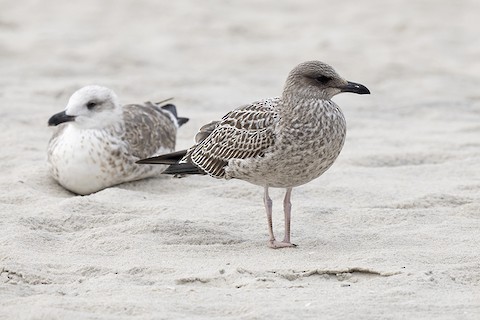 Lesser Black-backed Gull - adrian binns