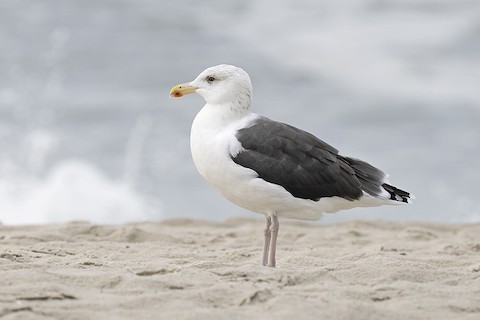 Great Black-backed Gull - adrian binns