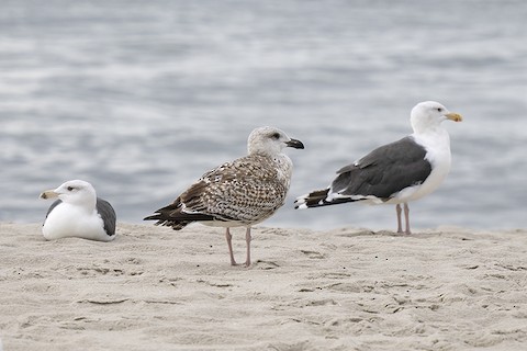 Great Black-backed Gull - adrian binns