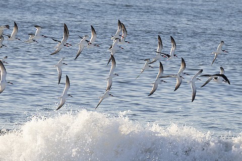 Black Skimmer - adrian binns