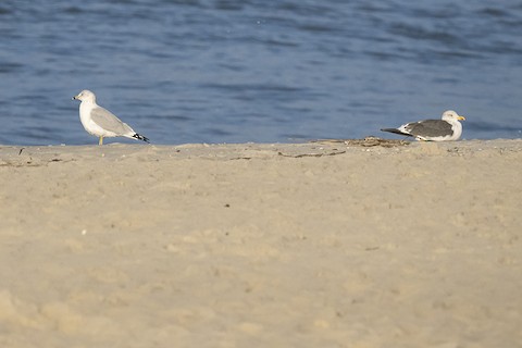 Lesser Black-backed Gull - adrian binns