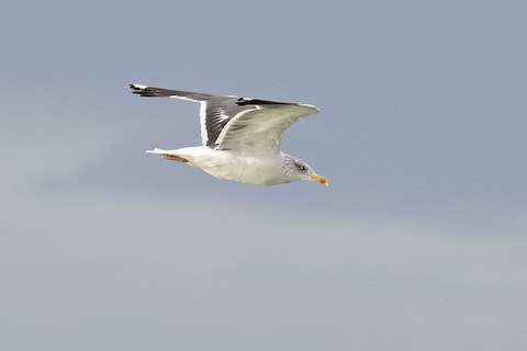 Lesser Black-backed Gull - adrian binns