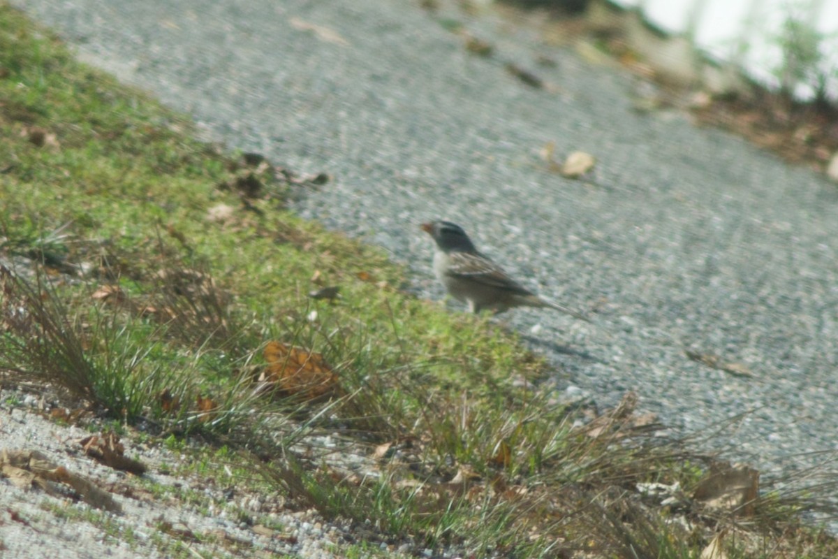 White-crowned Sparrow - ML494867931
