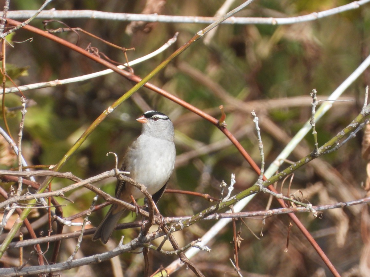 White-crowned Sparrow - ML494870341