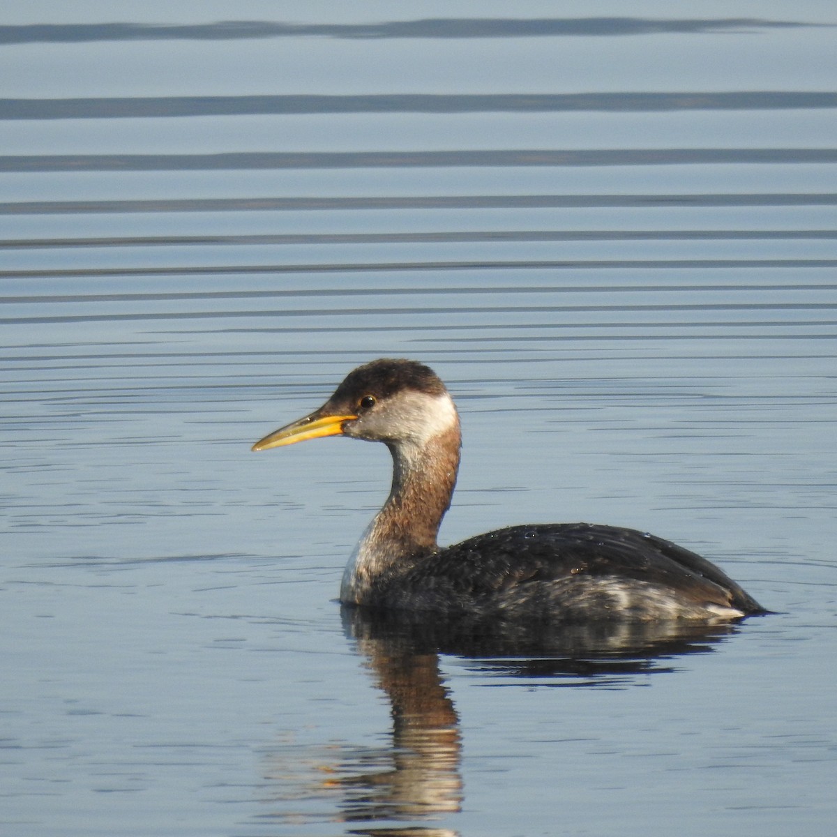 Red-necked Grebe - ML494870611