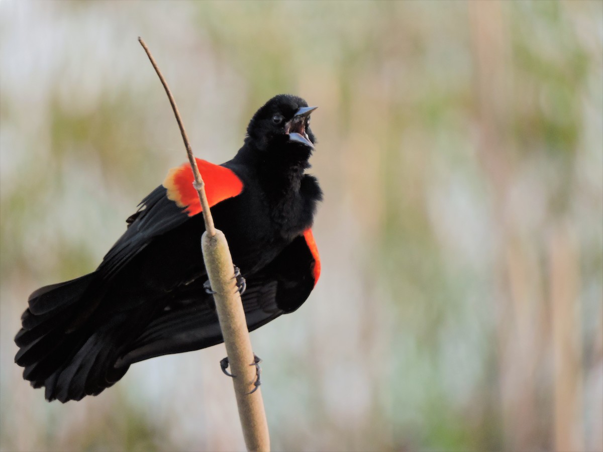 Red-winged Blackbird - ML49487181
