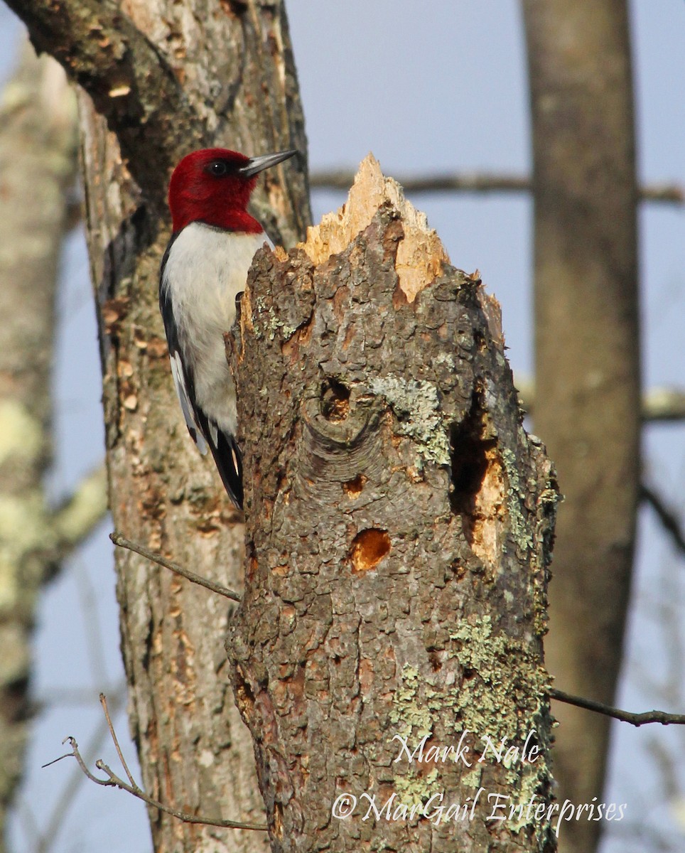 Red-headed Woodpecker - Mark Nale
