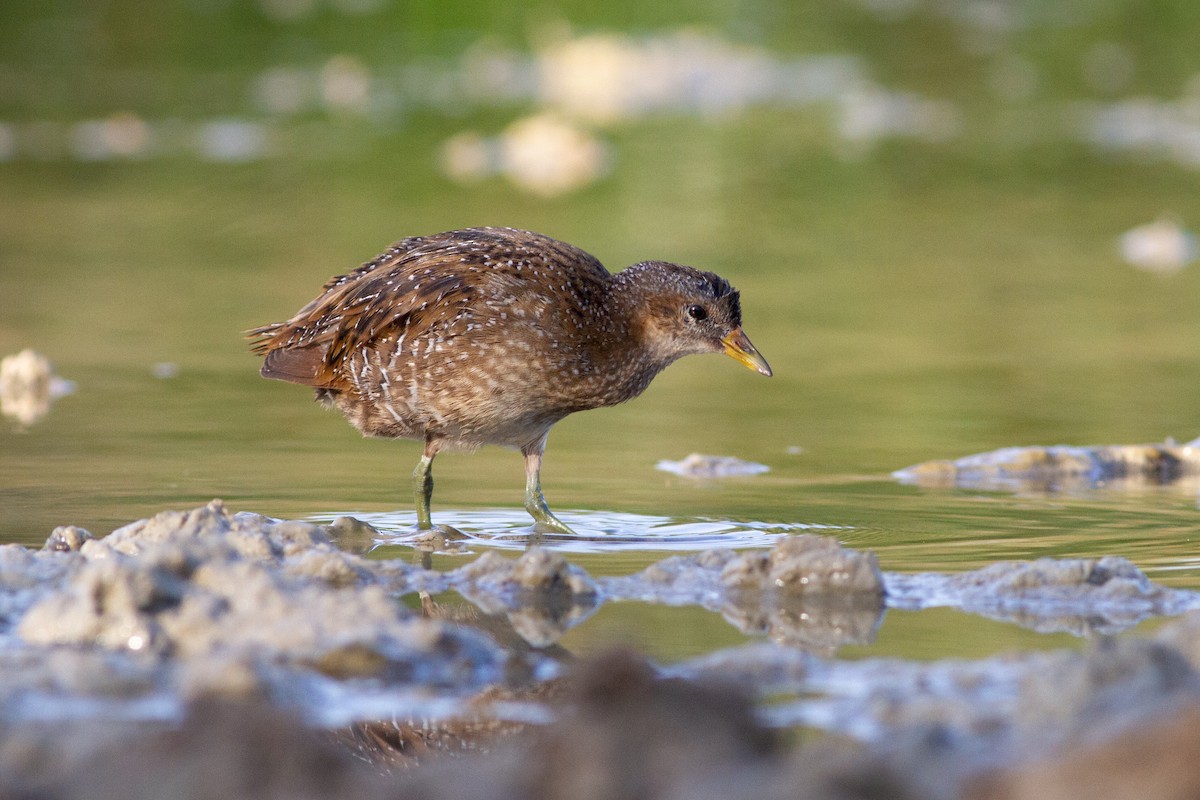 Spotted Crake - ML494873611