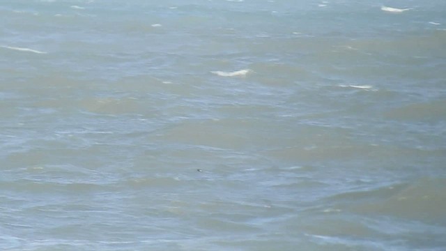 黃蹼洋海燕 - ML494879261