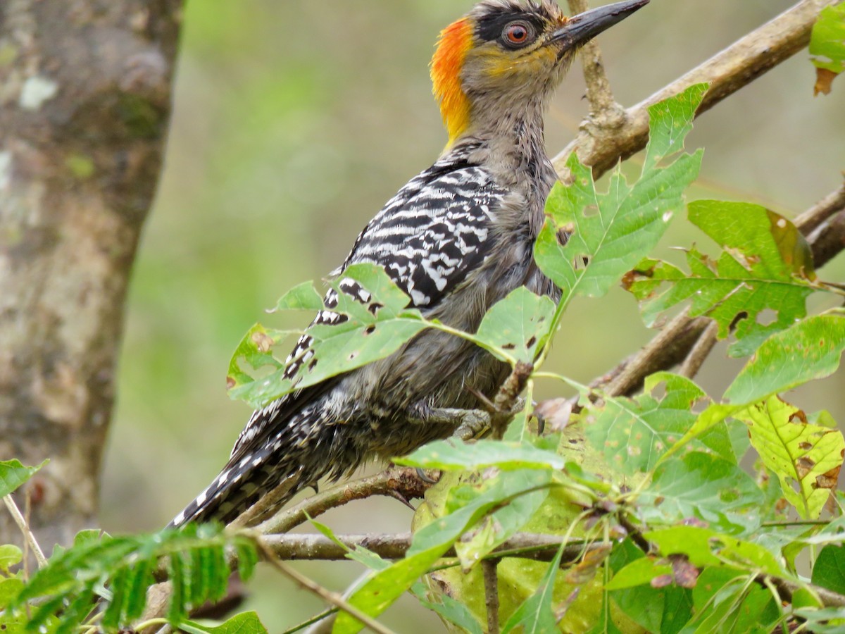 Golden-cheeked Woodpecker - ML49488441