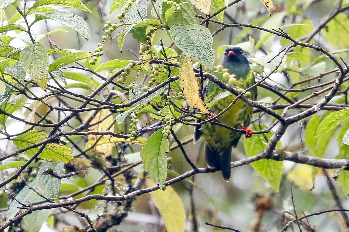 Green-and-black Fruiteater - ML494894701