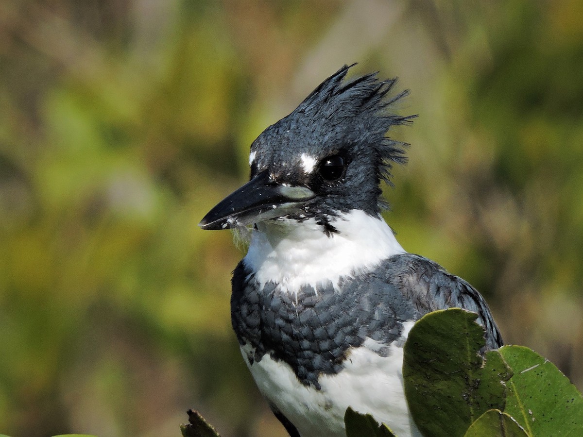 Belted Kingfisher - ML49489471