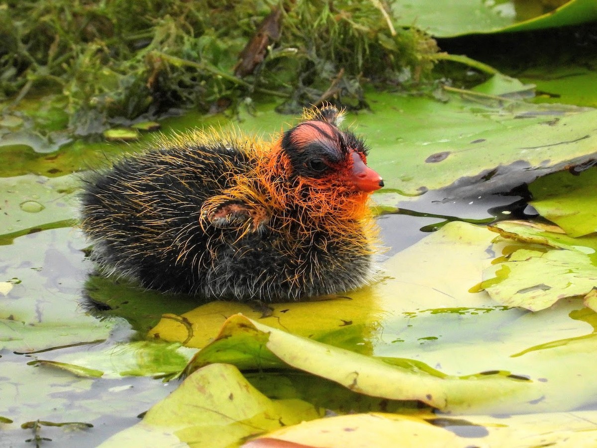 American Coot (Red-shielded) - Long-eared Owl