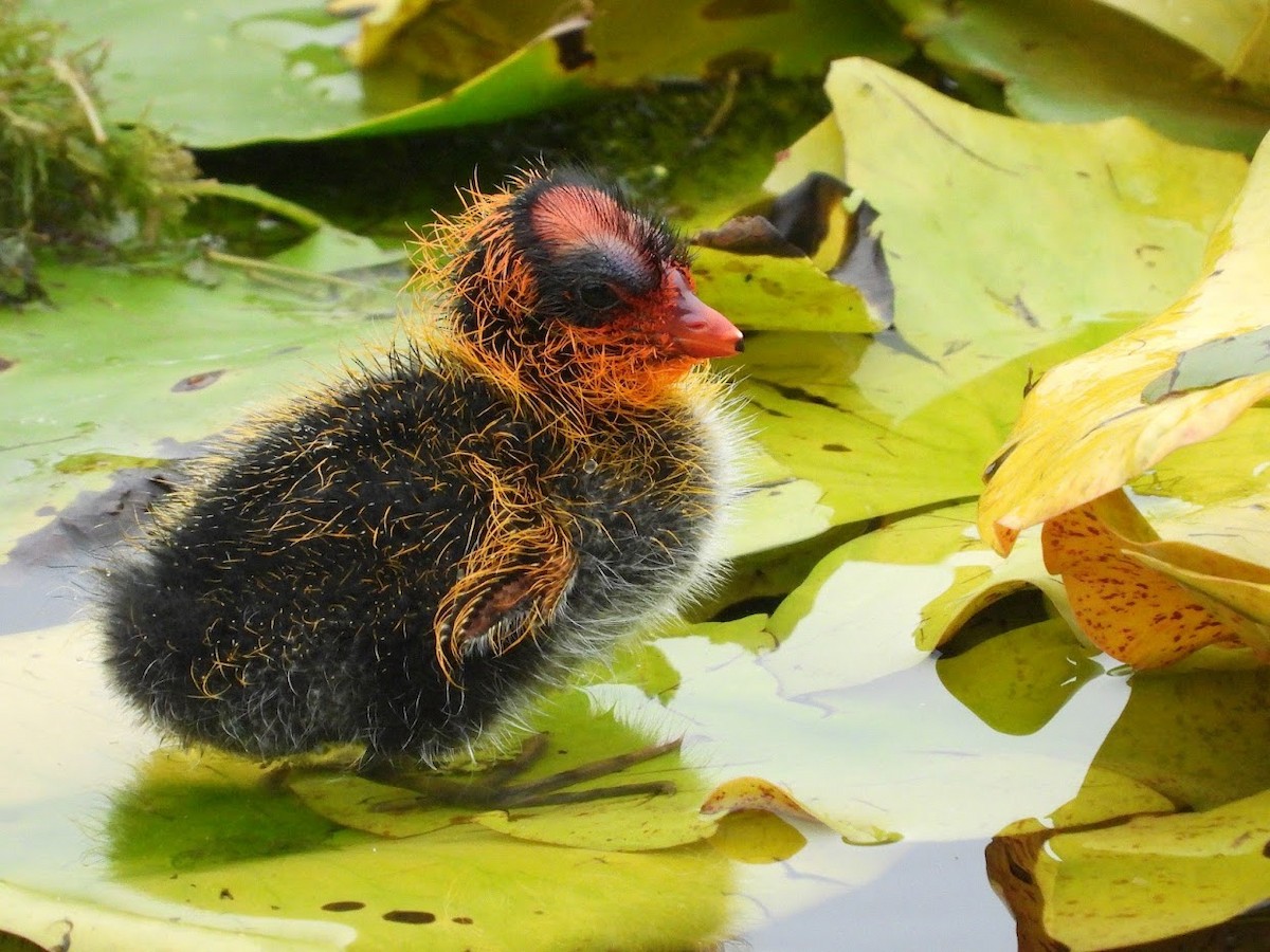 American Coot (Red-shielded) - Long-eared Owl