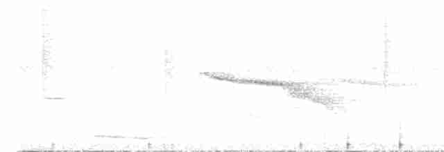 Gray-breasted Sabrewing (obscurus) - ML494905341