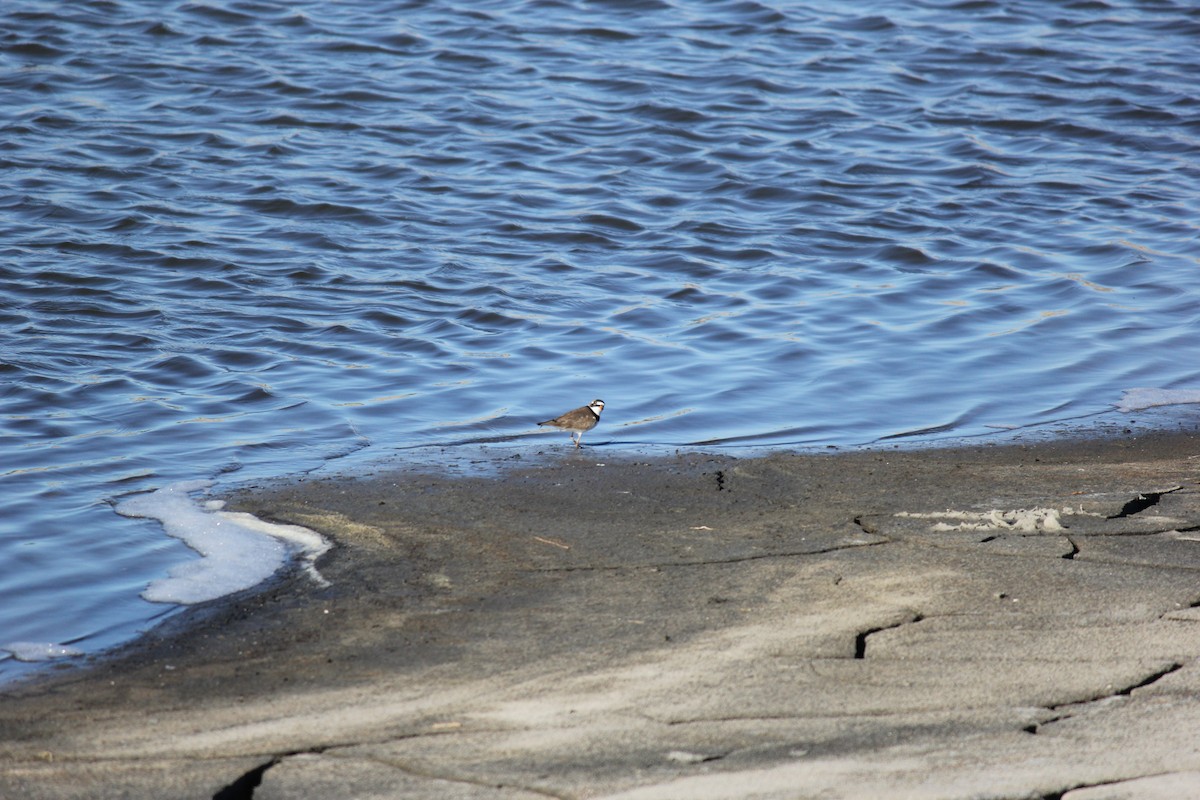 Semipalmated Plover - Christopher McVoy