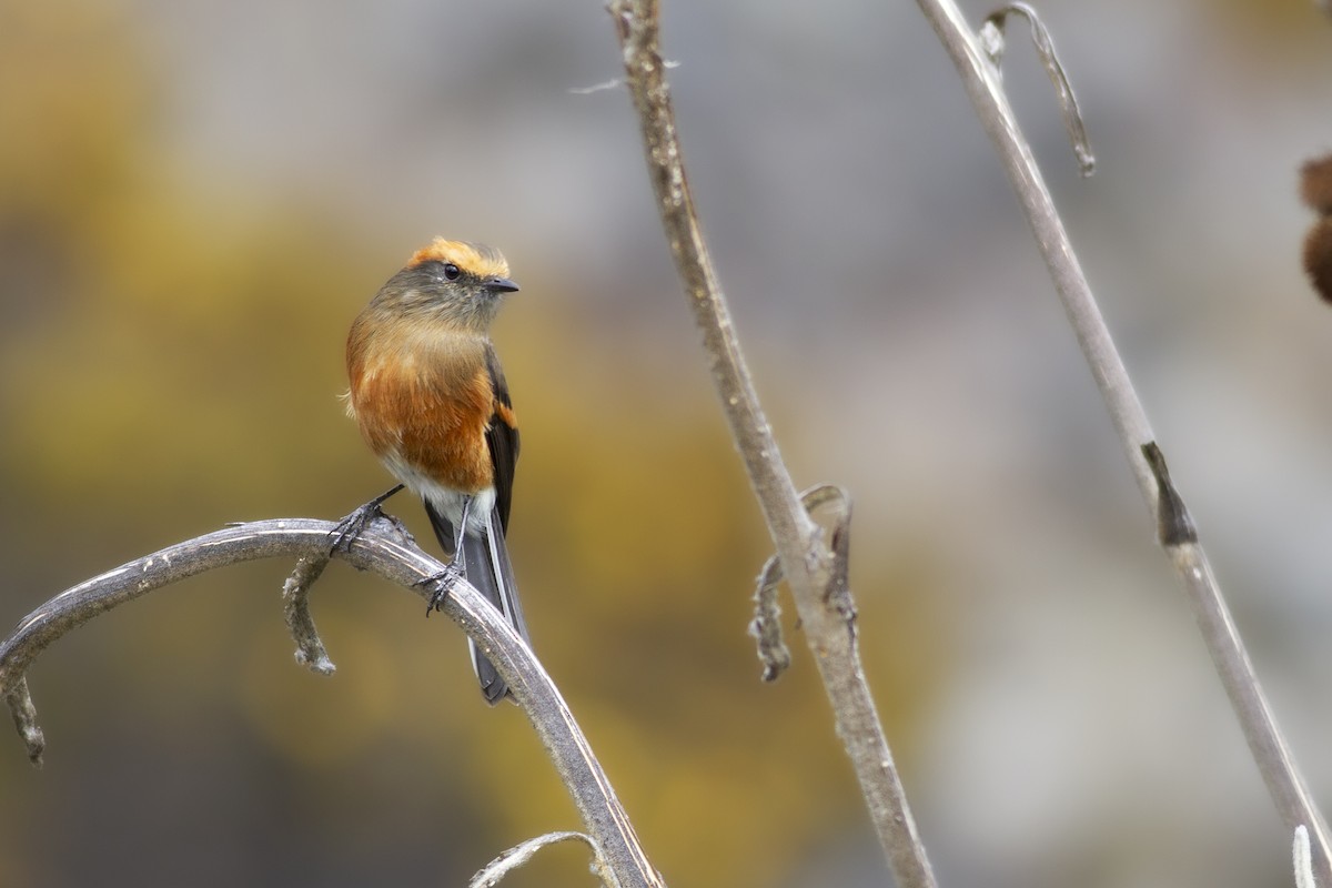 Rufous-browed Chat-Tyrant - ML494909251