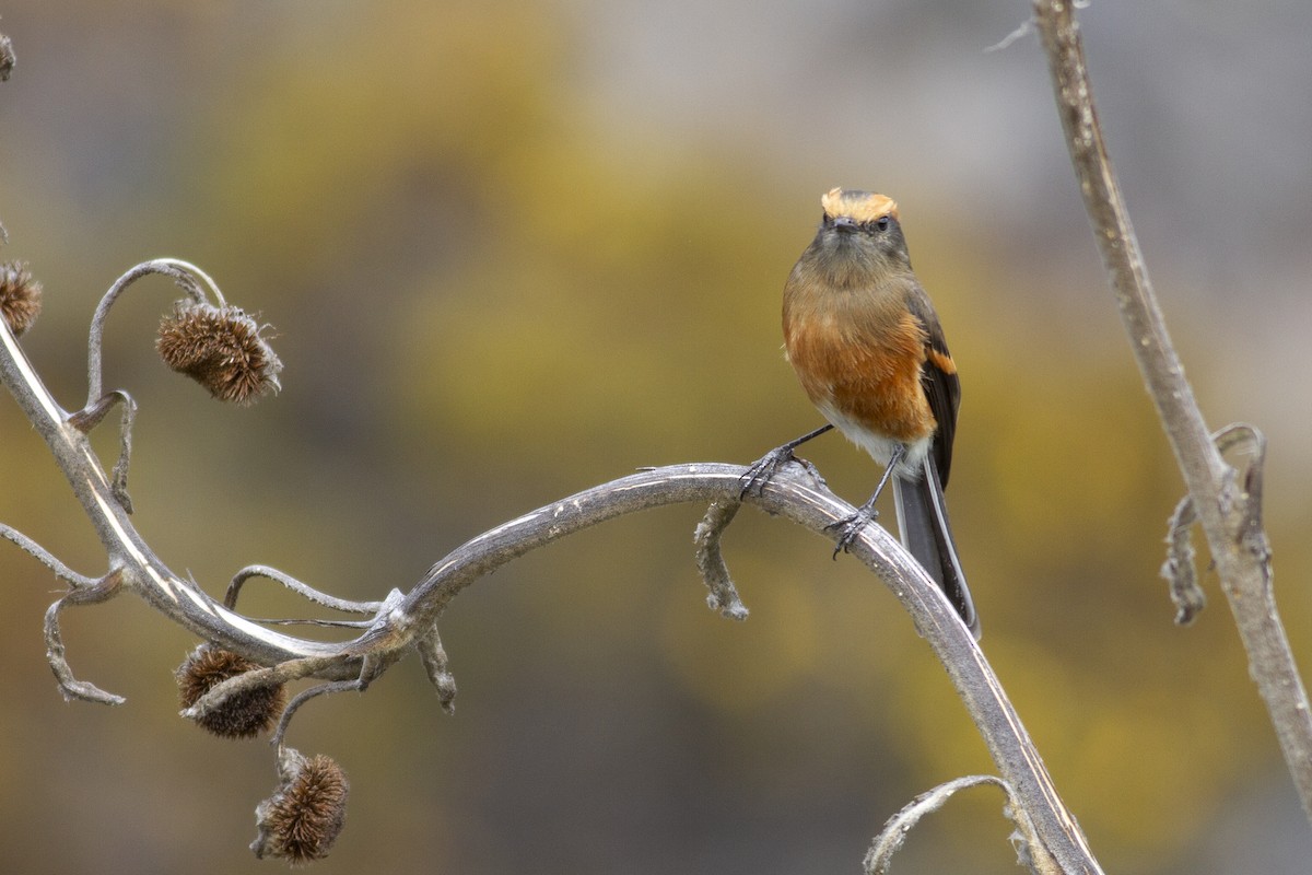 Rufous-browed Chat-Tyrant - ML494909261