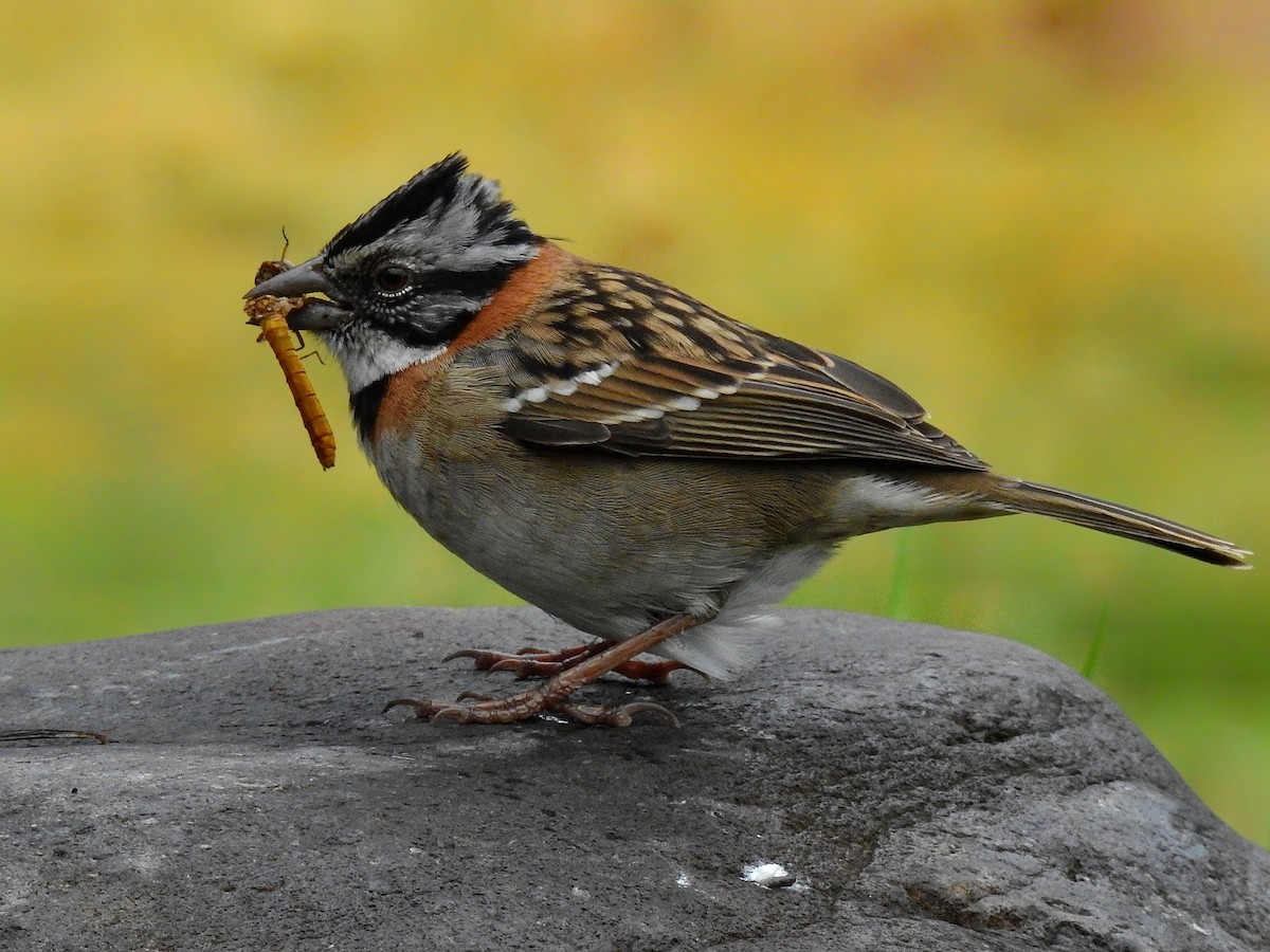 Rufous-collared Sparrow - Esteban Poveda