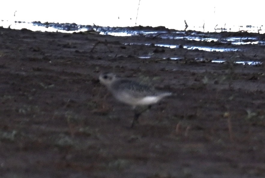 eBird Checklist 17 Oct 2022 Lubbock, USTX (33.474709, 101.817072