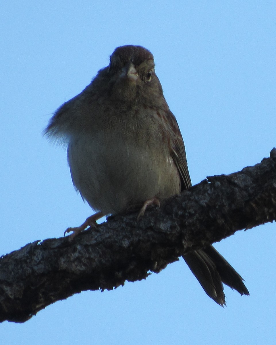 Bachman's Sparrow - ML49491601