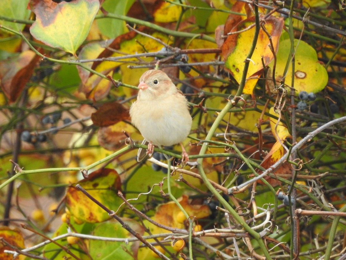 Field Sparrow - Mary  McMahon