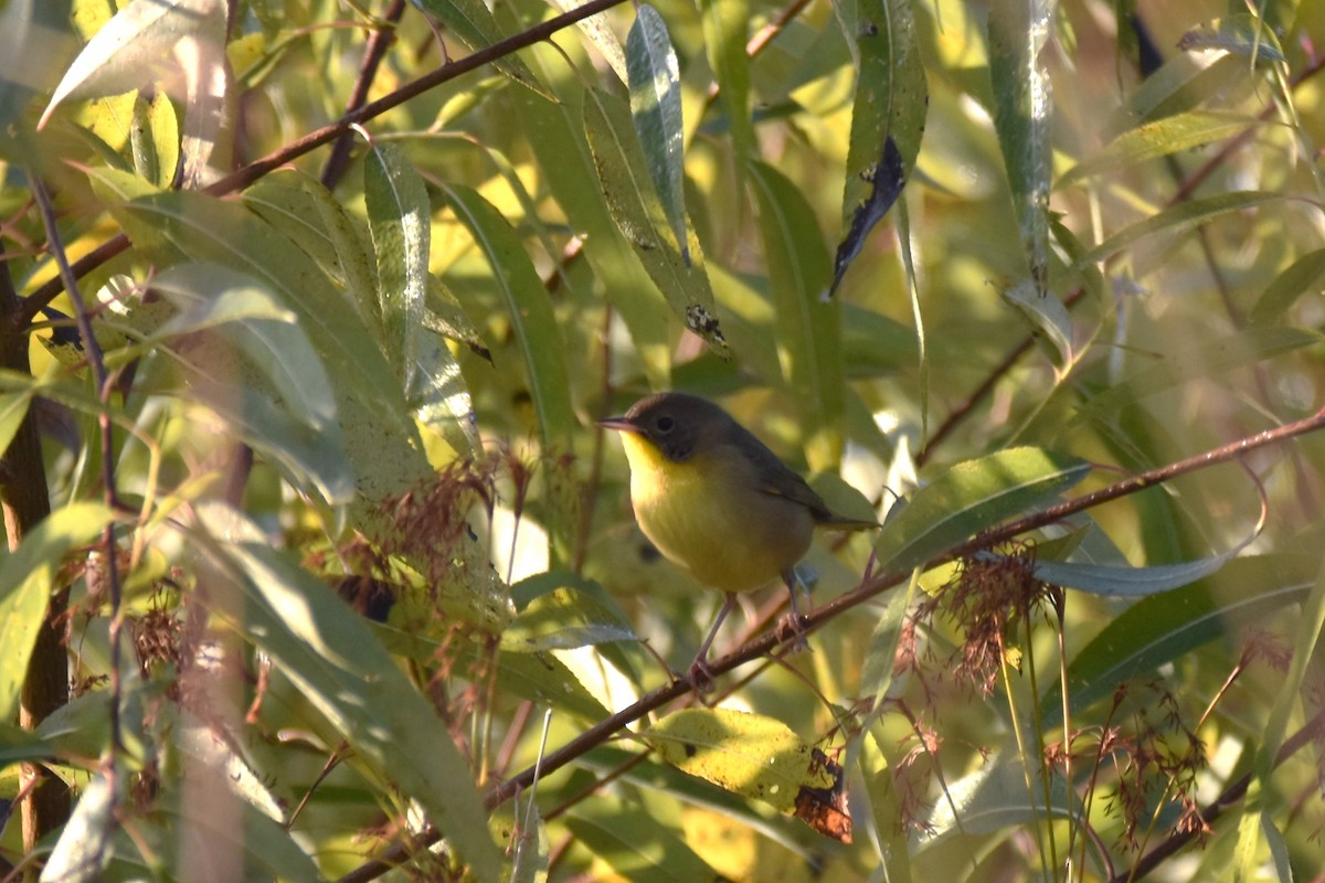 Common Yellowthroat - ML494920961