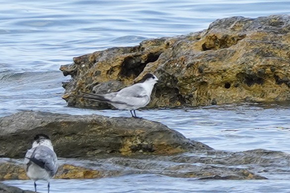 Common Tern - ML494923161