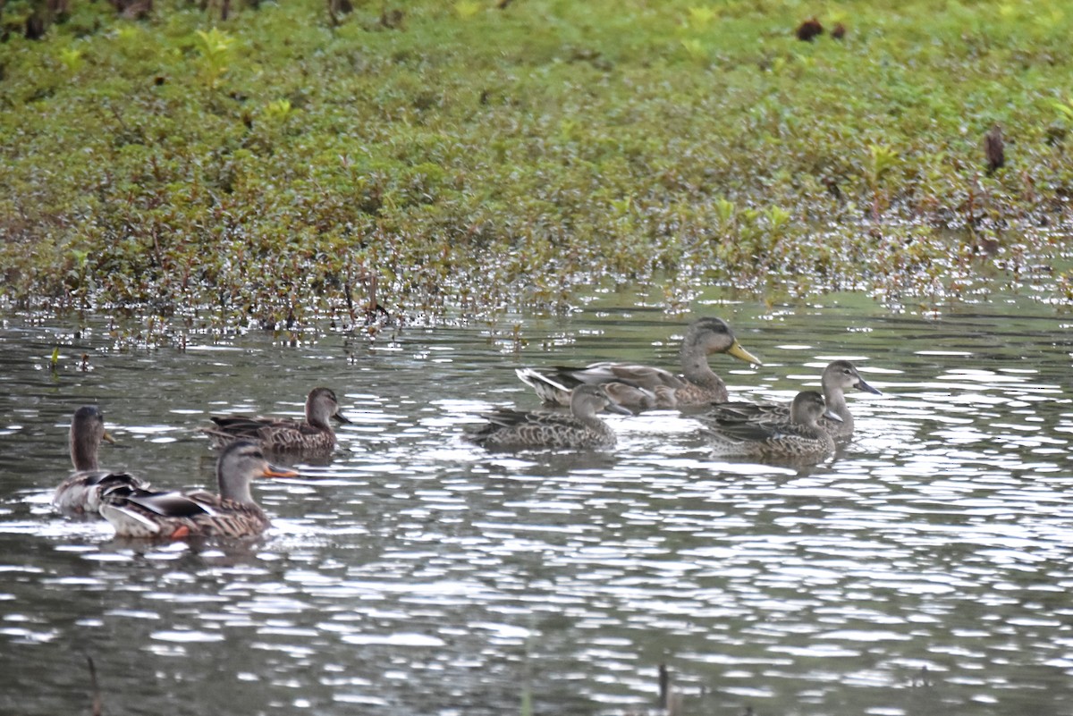 Mallard - ML494934701