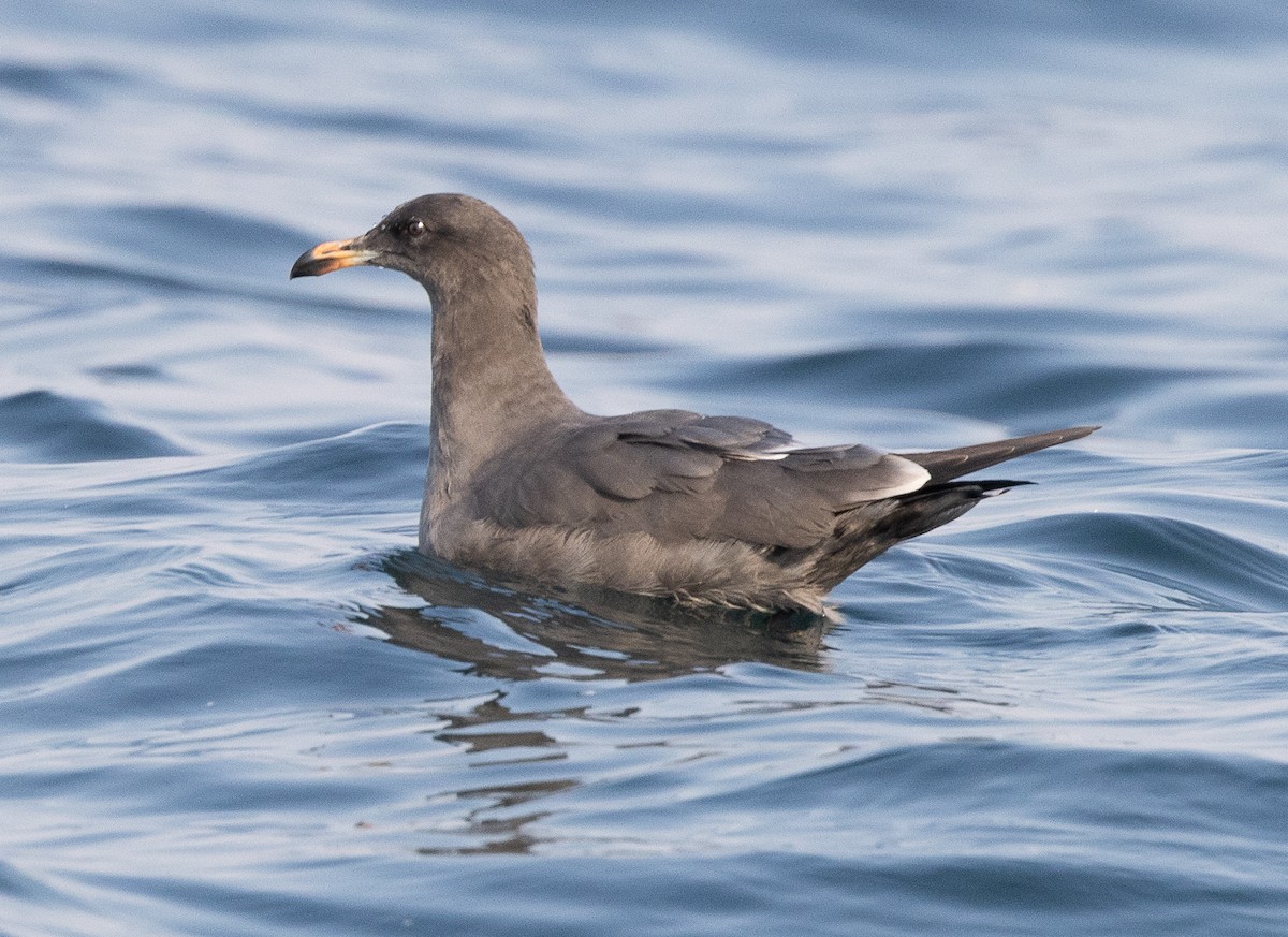 Ebird pacific northwest checklist 16 oct 2022 north of middle bank