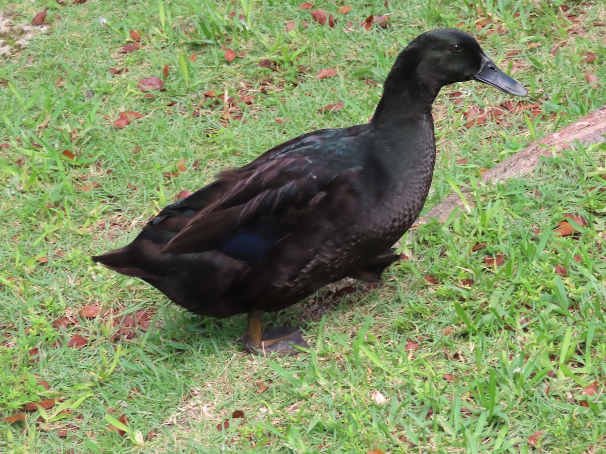 duck sp. - ML494939541