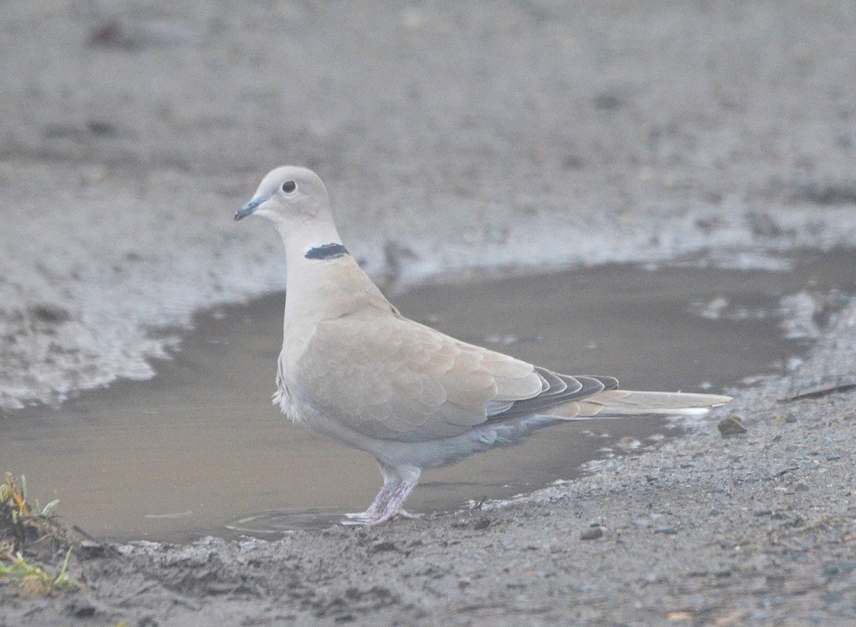 Eurasian Collared-Dove - ML49494121