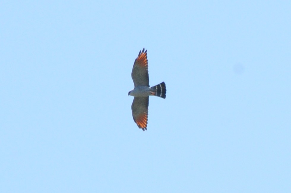 Plumbeous Kite - ML494945971