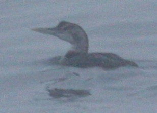 Yellow-billed Loon - logan kahle
