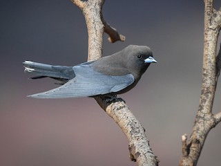  - Little Woodswallow