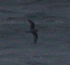 Fork-tailed Storm-Petrel - ML49494831