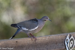 White-winged Dove, ML494948591