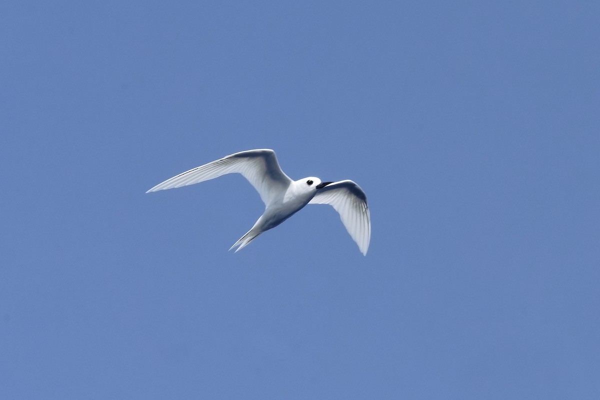 White Tern - ML494952331
