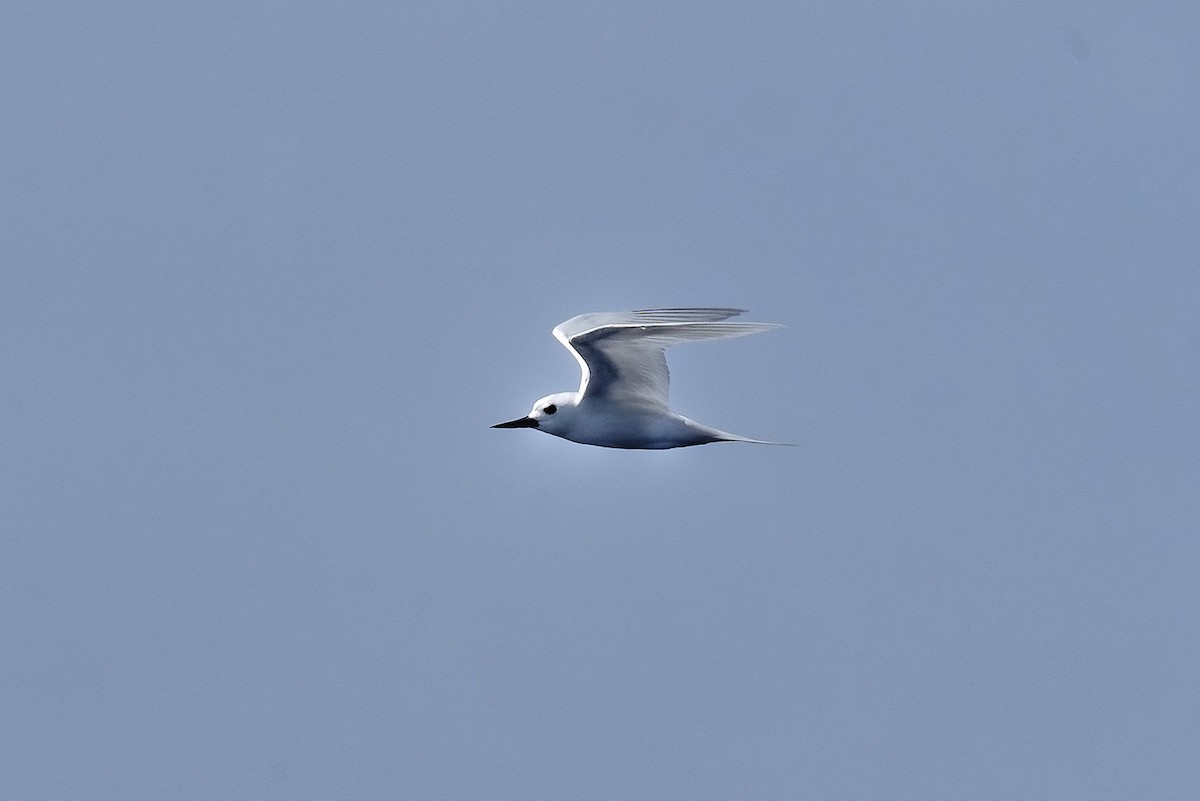 White Tern - ML494952381