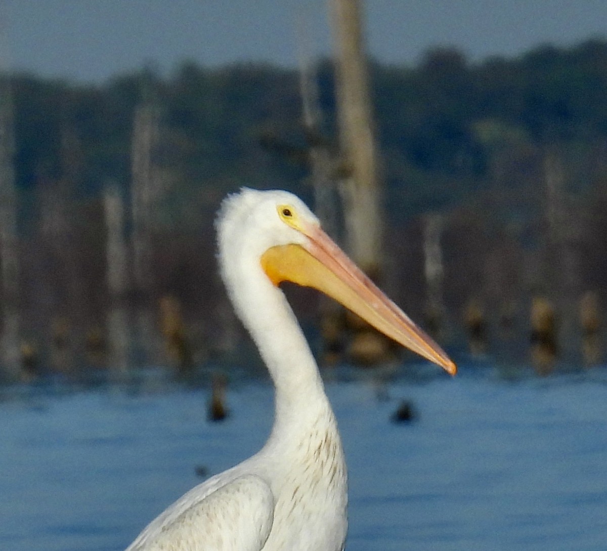 American White Pelican - ML494953131
