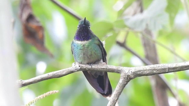 hummingbird sp. - ML494956181
