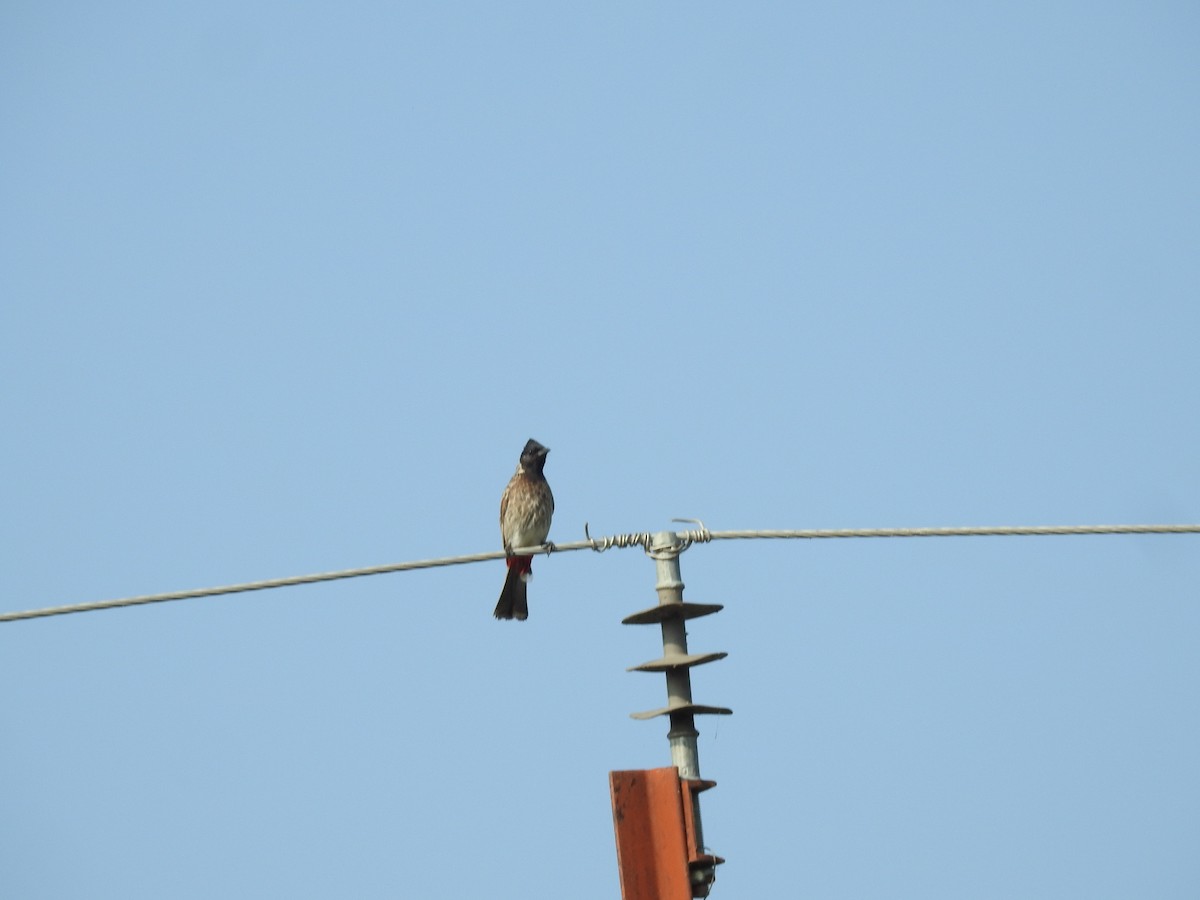 Red-vented Bulbul - ML494957971
