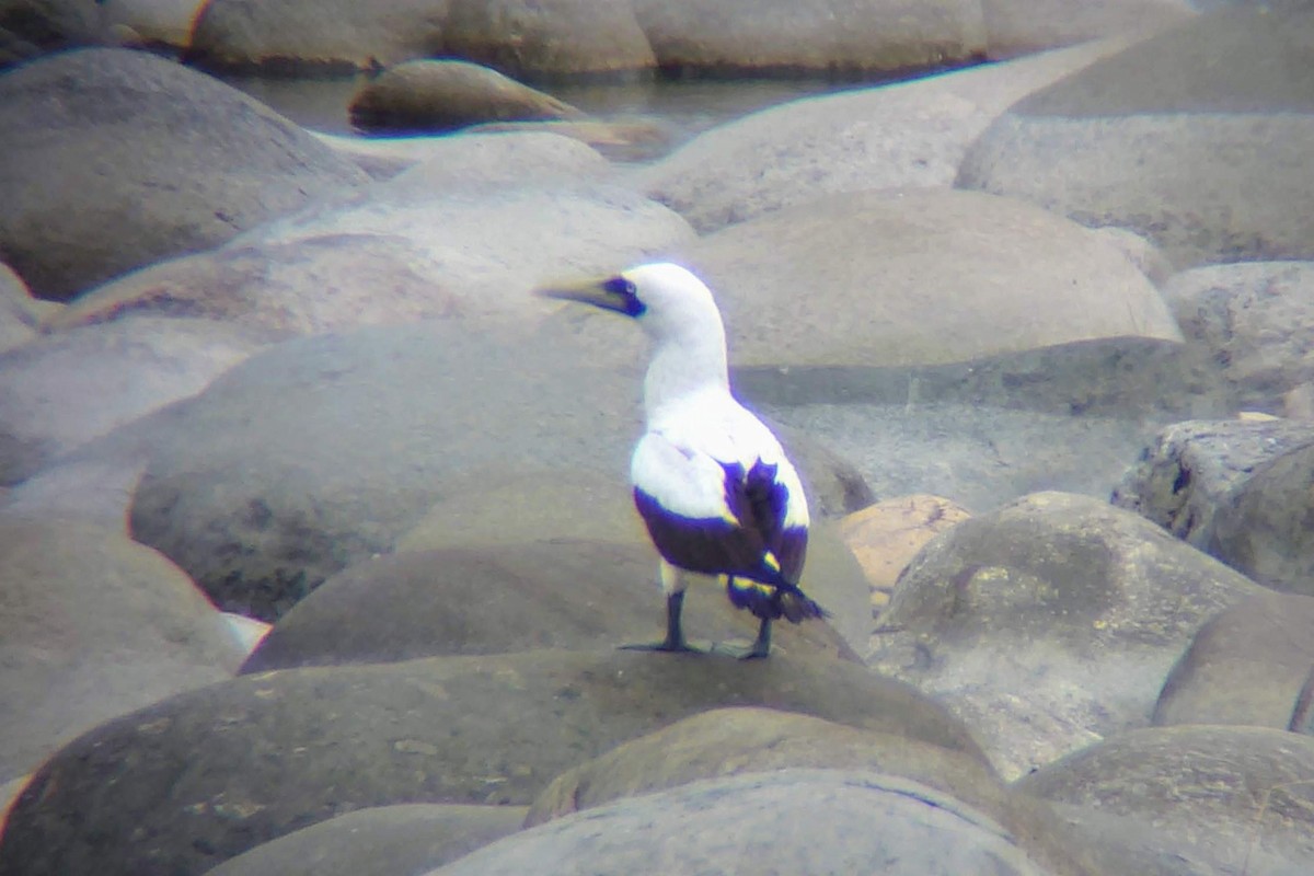 Masked Booby - ML494958881