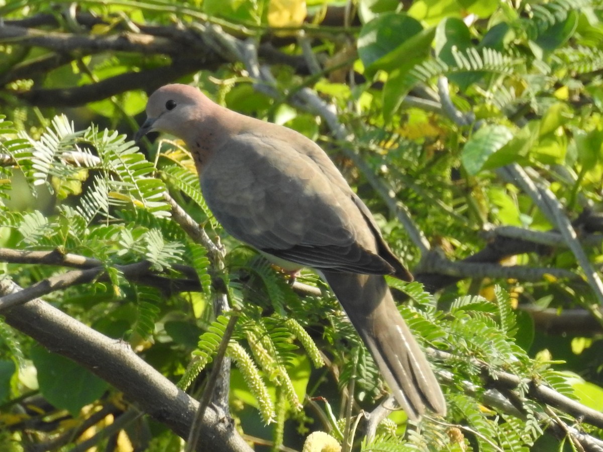 Laughing Dove - ML494959191
