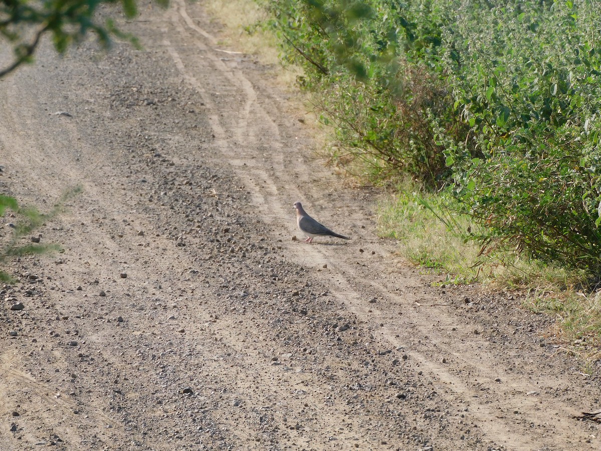 Laughing Dove - ML494959311