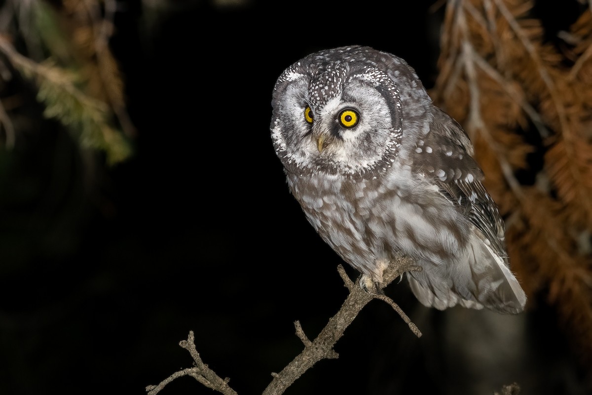 Boreal Owl (Richardson's) - ML494959351