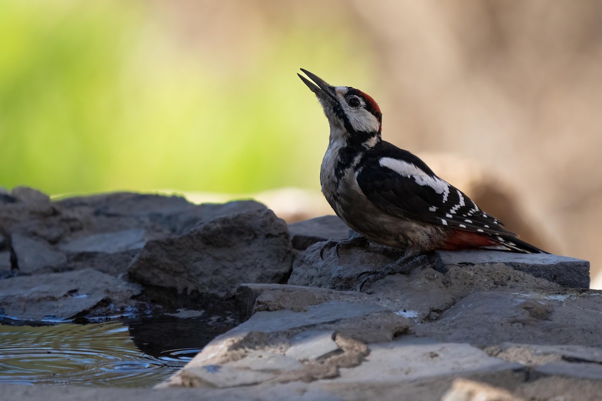 Great Spotted Woodpecker (Canarian) - ML494965711