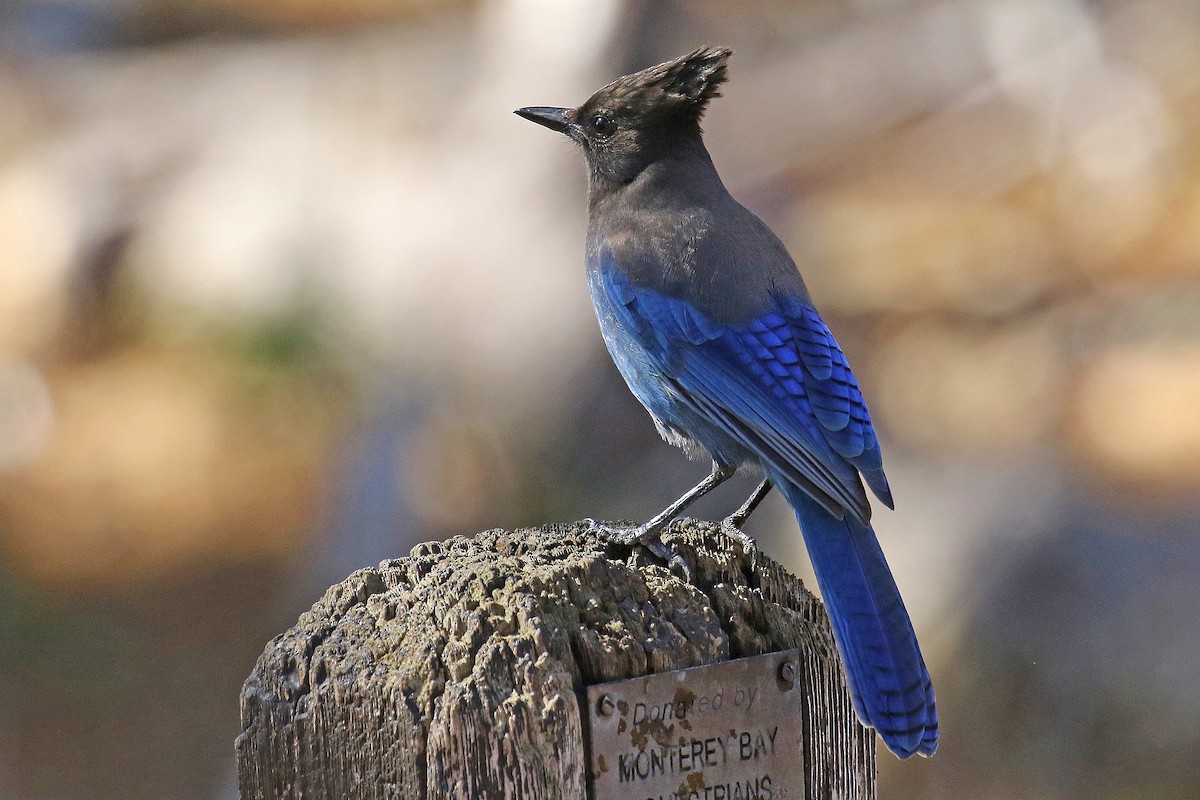 eBird Checklist 17 Oct 2022 Jacks Peak County Park 28 species